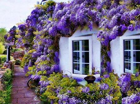 MOR SALKIM FİDANI - Wisteria Sinensis