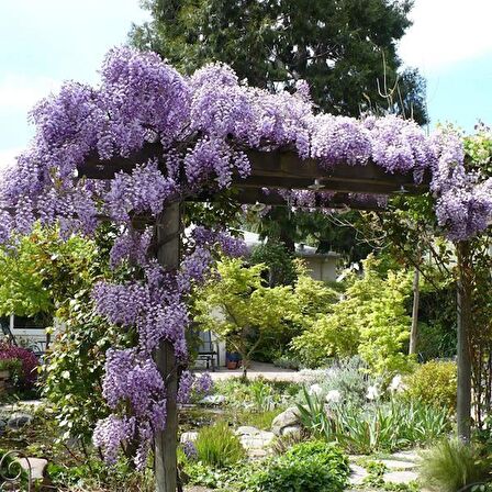 MOR SALKIM FİDANI - Wisteria Sinensis