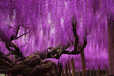 MOR SALKIM FİDANI 2 ADET - Wisteria Sinensis
