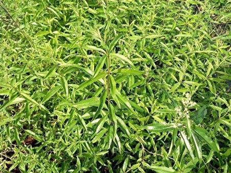 MELİSA ÇİÇEĞİ FİDANI 10 ADET - Cestrum Nocturnum