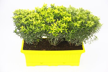 ALTUNİ ÇITIR TAFLAN 5 ADET - SARI SAKSIDA SEPERATÖR BİTKİ