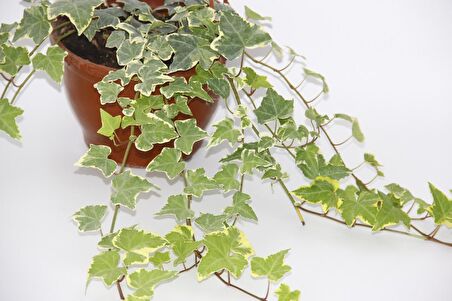 HEDERA SARMAŞIK 3 ADET - ASKILI SAKSIDA HEDİYELİK