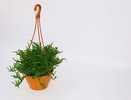 CRASSULA MUSCOSA SUKULENT 3 ADET - ASKILI SAKSIDA HEDİYELİK