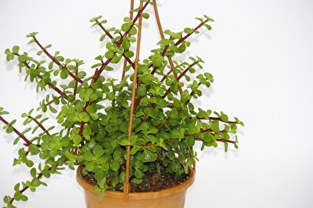 YEŞİM AĞACI Crassula Portulacaria - ASKILI SAKSIDA HEDİYELİK