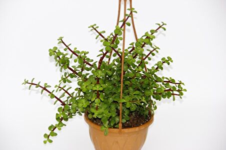 YEŞİM AĞACI Crassula Portulacaria - ASKILI SAKSIDA HEDİYELİK