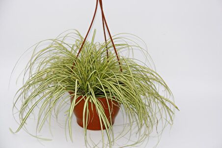 CAREX EVERGOLD SÜS ÇİMİ - ASKILI SAKSIDA HEDİYELİK