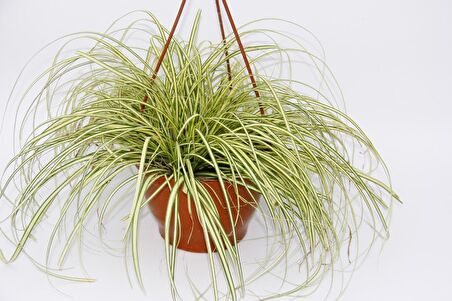 CAREX EVERGOLD SÜS ÇİMİ - ASKILI SAKSIDA HEDİYELİK