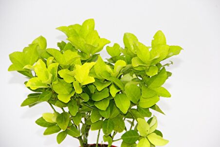 SARI KIRMIZI GOLD TAFLAN EUONYMUS - HEDİYELİK