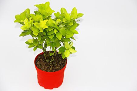 SARI KIRMIZI GOLD TAFLAN EUONYMUS - HEDİYELİK