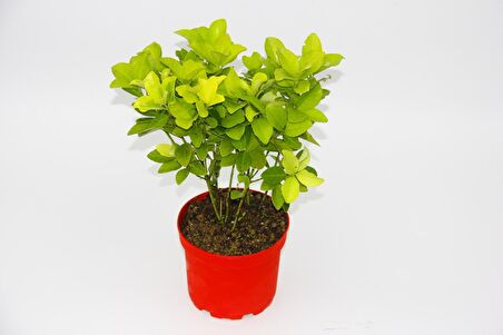 SARI KIRMIZI GOLD TAFLAN EUONYMUS - HEDİYELİK