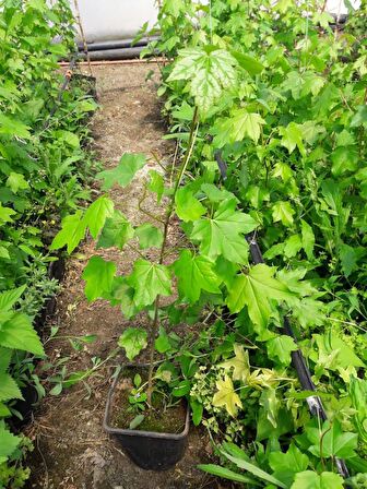 AMERİKAN SIĞLA AĞACI FİDANI 3 ADET