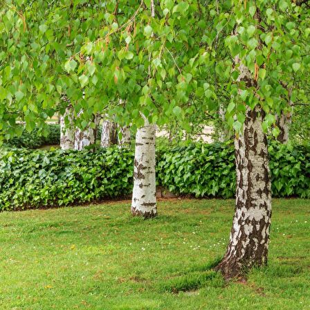 HUŞ AĞACI FİDANI - BETULA PENDULA