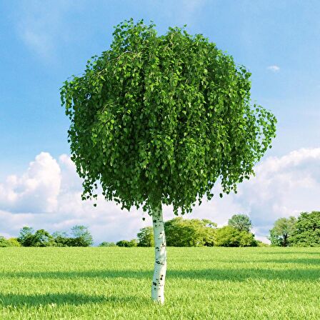HUŞ AĞACI FİDANI 2 ADET - BETULA PENDULA