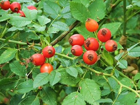 KUŞBURNU FİDANI 3 ADET - Rosa Canina