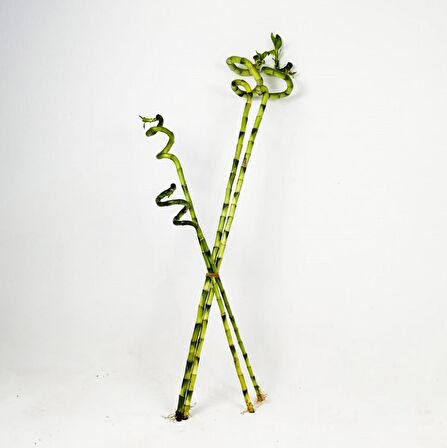 ŞANS BAMBUSU 3 ADET - 1 METRE LUCKY BAMBOO
