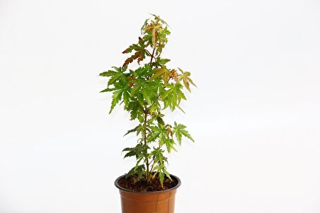 JAPON AKÇAAĞACI ACER PALMATUM