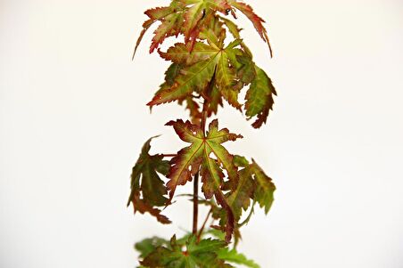 JAPON AKÇAAĞACI ACER PALMATUM