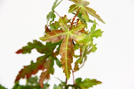 JAPON AKÇAAĞACI ACER PALMATUM