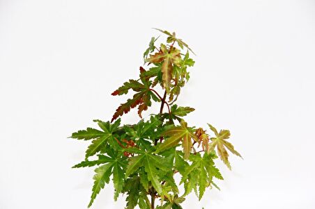 JAPON AKÇAAĞACI ACER PALMATUM 2 ADET