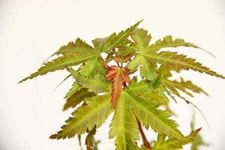 JAPON AKÇAAĞACI ACER PALMATUM 5 ADET