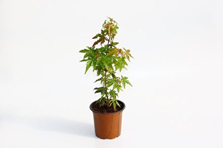 JAPON AKÇAAĞACI ACER PALMATUM 10 ADET