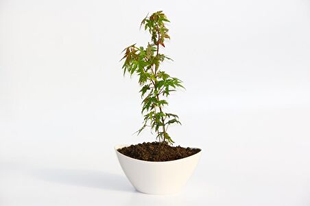 BONSAİ JAPON AKÇAAĞACI HEDİYELİK