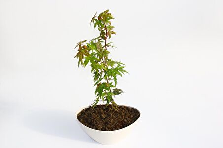 BONSAİ JAPON AKÇAAĞACI HEDİYELİK