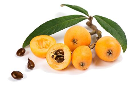 MALTA ERİĞİ - YENİ DÜNYA FİDANI 3 ADET ( Eriobotrya Japonica )