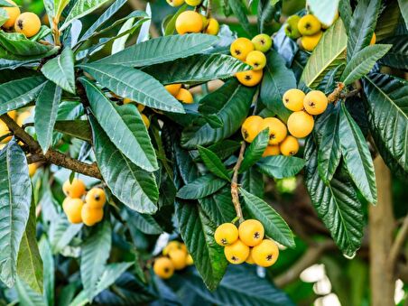 MALTA ERİĞİ - YENİ DÜNYA FİDANI 3 ADET ( Eriobotrya Japonica )