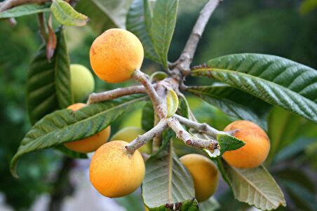 MALTA ERİĞİ - YENİ DÜNYA FİDANI 3 ADET ( Eriobotrya Japonica )