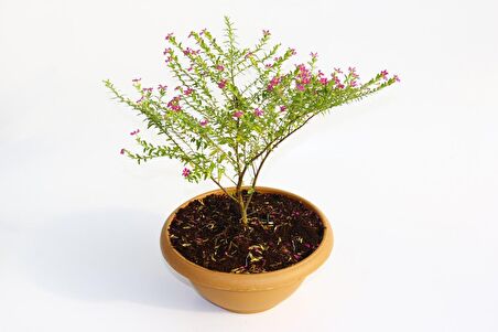 BONSAİ KUFEYA CENNET ÇİÇEĞİ HEDİYELİK