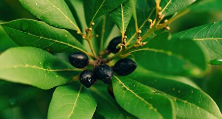 DEFNE AĞACI TOHUMU 200 ADET - Laurus Nobilis