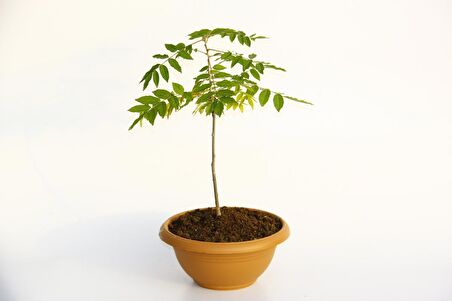 BONSAİ MOR SALKIM FİDANI HEDİYELİK