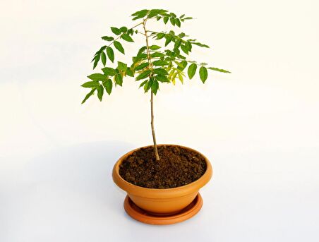 BONSAİ MOR SALKIM FİDANI HEDİYELİK