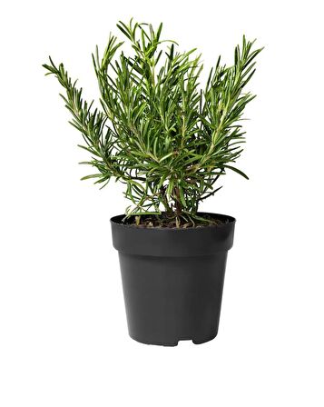 SAKSIDA BİBERİYE - Mutfakta Evde Hazır Biberiye