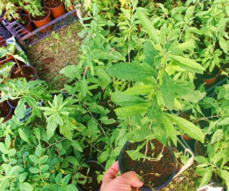 SARI GOJİ BERRY FİDANI 3 ADET