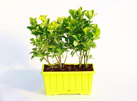 GOLD TAFLAN 2 ADET - SARI DEKORATİF SAKSIDA (6'LI DİKİM)
