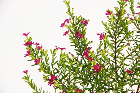 CENNET ÇİÇEĞİ 3 ADET - PEMBE SAKSIDA HEDİYELİK