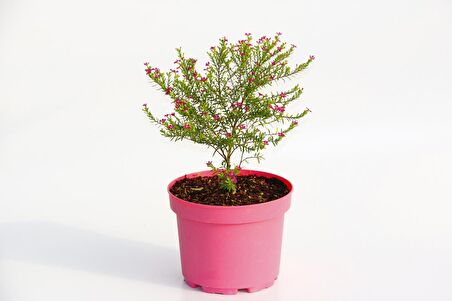 CENNET ÇİÇEĞİ 10 ADET - PEMBE SAKSIDA HEDİYELİK
