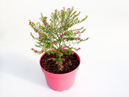 CENNET ÇİÇEĞİ 10 ADET - PEMBE SAKSIDA HEDİYELİK