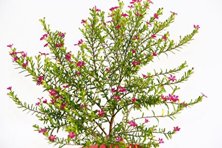 CENNET ÇİÇEĞİ 10 ADET - PEMBE SAKSIDA HEDİYELİK