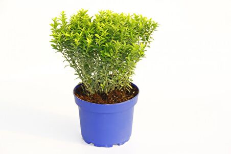 TAFLAN MİCROPHYLLUS 2 ADET - MAVİ SAKSIDA HEDİYELİK