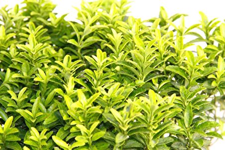 TAFLAN MİCROPHYLLUS - MAVİ SAKSIDA HEDİYELİK