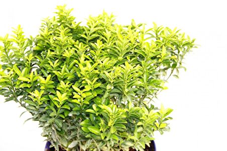 TAFLAN MİCROPHYLLUS - MAVİ SAKSIDA HEDİYELİK