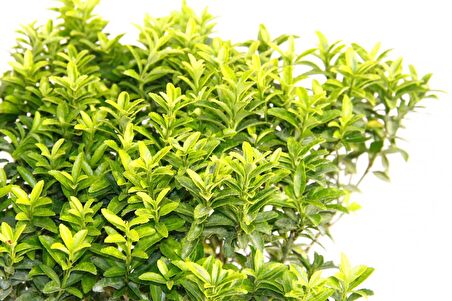 TAFLAN MİCROPHYLLUS - MAVİ SAKSIDA HEDİYELİK