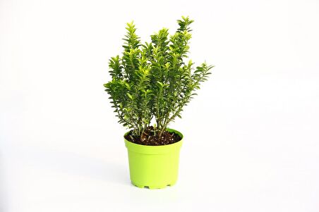 TAFLAN MİCROPHYLLUS 3 ADET - YEŞİL SAKSIDA HEDİYELİK