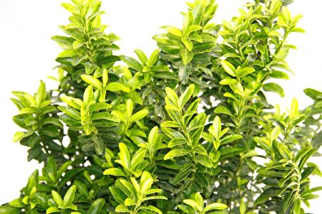 TAFLAN MİCROPHYLLUS 3 ADET - YEŞİL SAKSIDA HEDİYELİK