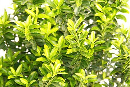 TAFLAN MİCROPHYLLUS 3 ADET - YEŞİL SAKSIDA HEDİYELİK