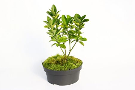 BONSAİ TAFLAN EUONYMUS JAPONİCA