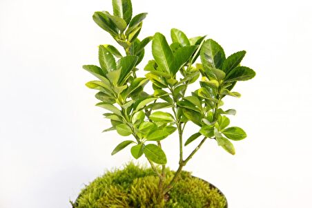 BONSAİ TAFLAN EUONYMUS JAPONİCA 2 ADET